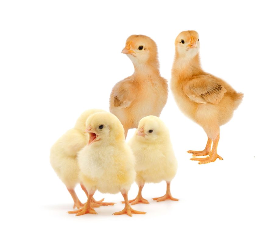 Imagine Albatros Pui de o zi si gaini ouatoare