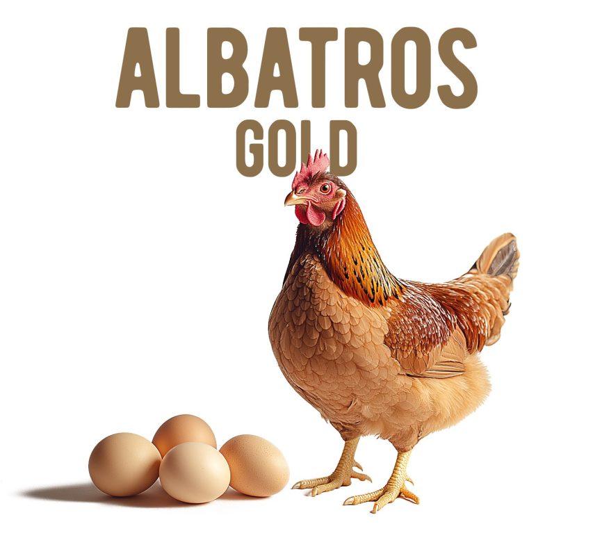 Albatros imagine gaina